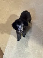 Silver , a male Poodle - Toy  for sale in Parma, OH – Photo 8 of 10