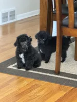 Black Toy, a male Poodle - Toy  for sale in Parma, OH – Photo 6 of 7