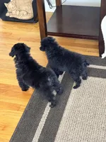 Black Toy, a male Poodle - Toy  for sale in Parma, OH – Photo 7 of 7