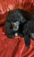 Black Toy, a male Poodle - Toy  for sale in Parma, OH – Photo 2 of 7