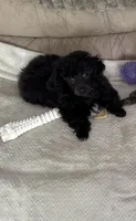 Black Toy, a male Poodle - Toy  for sale in Parma, OH – Photo 5 of 7
