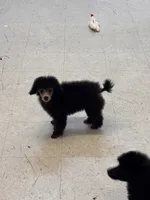 Silver, a male Poodle - Toy  for sale in Parma, OH – Photo 5 of 5