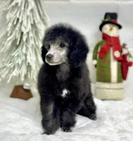 Silver, a male Poodle - Toy  for sale in Parma, OH – Photo 3 of 5