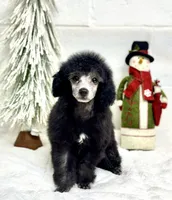 Silver, a male Poodle - Toy  for sale in Parma, OH – Photo 1 of 5