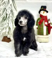 Silver, a male Poodle - Toy  for sale in Parma, OH – Photo 2 of 5