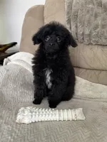 Tiny Toy , a male Poodle - Toy  for sale in Parma, OH – Photo 3 of 7