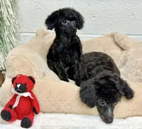 Tiny Toy , a male Poodle - Toy  for sale in Parma, OH – Photo 5 of 7