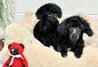 Tiny Toy , a male Poodle - Toy  for sale in Parma, OH – Photo 4 of 7