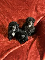 Tiny Toy , a male Poodle - Toy  for sale in Parma, OH – Photo 1 of 7