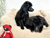 Tiny Toy , a male Poodle - Toy  for sale in Parma, OH – Photo 6 of 7