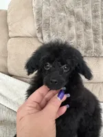 Tiny Toy , a male Poodle - Toy  for sale in Parma, OH – Photo 2 of 7