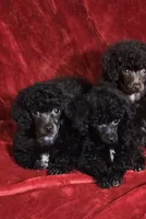 Black Pup 1, a male Poodle - Toy  for sale in Parma, OH – Photo 4 of 4