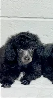 Black Pup 1, a male Poodle - Toy  for sale in Parma, OH – Photo 3 of 4