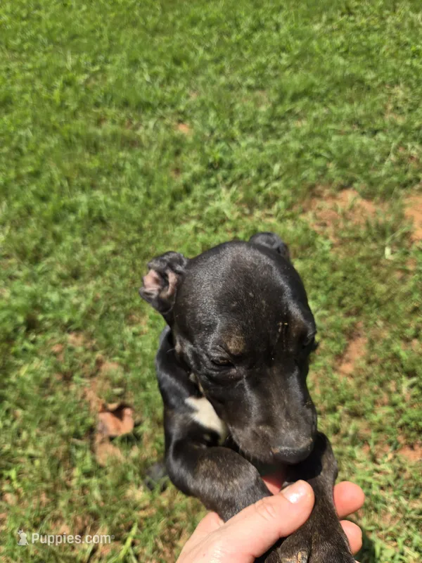 COCO – American Pit Bull Terrier puppy for sale in Hickory, NC