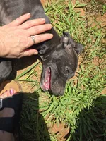 Phoebe, a female American Pit Bull Terrier for sale in Hickory, NC – 2 of 4