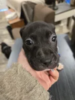 Trinity , a female American Pit Bull Terrier for sale in Hickory, NC – 3 of 3