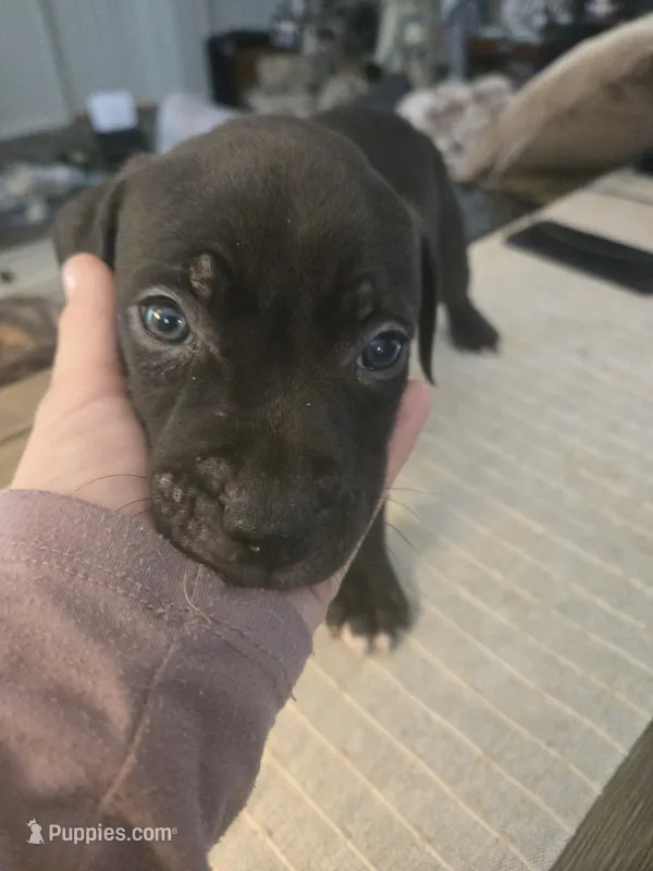 ROCKY – American Pit Bull Terrier puppy for sale in Hickory, NC