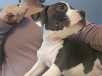 COOKIE, a female American Pit Bull Terrier for sale in Hickory, NC – 2 of 2