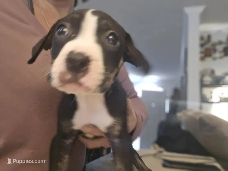 Phoenix – American Pit Bull Terrier puppy for sale in Hickory, NC