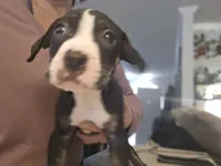 Phoenix, a male American Pit Bull Terrier for sale in Hickory, NC – 1 of 4