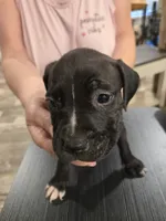 COCO, a female American Pit Bull Terrier for sale in Hickory, NC – 1 of 2