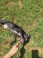 COCO, a female American Pit Bull Terrier for sale in Hickory, NC – 2 of 3