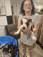 Shebly, a female American Pit Bull Terrier for sale in Hickory, NC – 1 of 1
