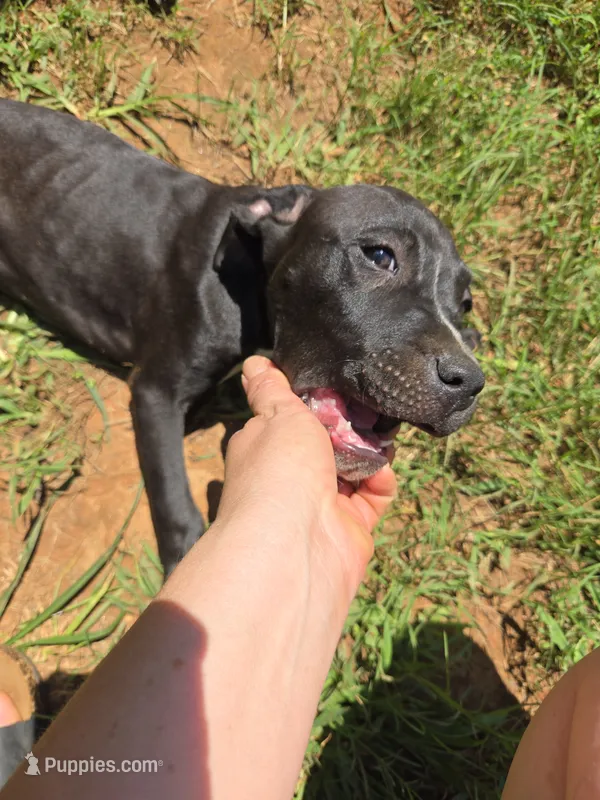 Phoebe – American Pit Bull Terrier puppy for sale in Hickory, NC