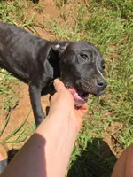 Phoebe, a female American Pit Bull Terrier for sale in Hickory, NC – 1 of 4