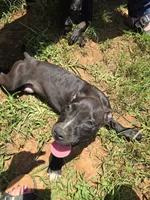 Phoebe, a female American Pit Bull Terrier for sale in Hickory, NC – 3 of 4