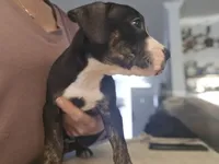 Phoenix, a male American Pit Bull Terrier for sale in Hickory, NC – 3 of 4