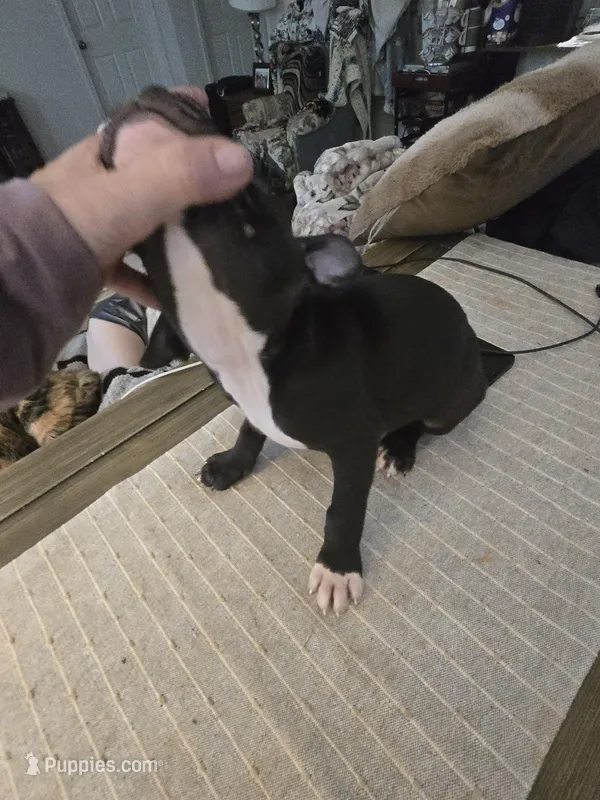 Trinity  – American Pit Bull Terrier puppy for sale in Hickory, NC