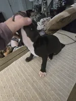 Trinity , a female American Pit Bull Terrier for sale in Hickory, NC – 2 of 3