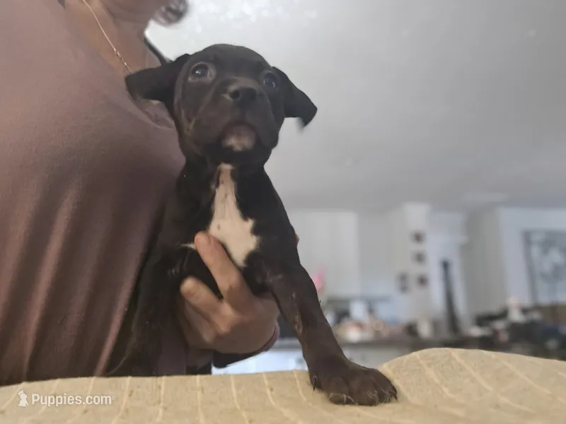 Phoebe – American Pit Bull Terrier puppy for sale in Hickory, NC