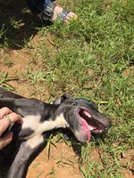 Phoebe, a female American Pit Bull Terrier for sale in Hickory, NC – 4 of 4