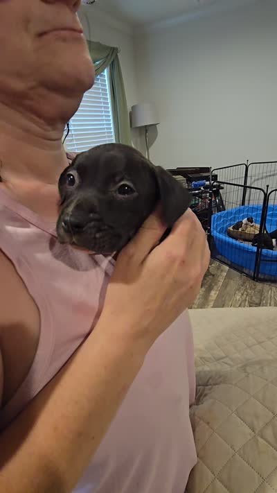 ROCKY, a male American Pit Bull Terrier for sale in Hickory, NC – 2 of 4