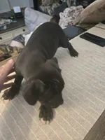 ROCKY, a male American Pit Bull Terrier for sale in Hickory, NC – 4 of 4