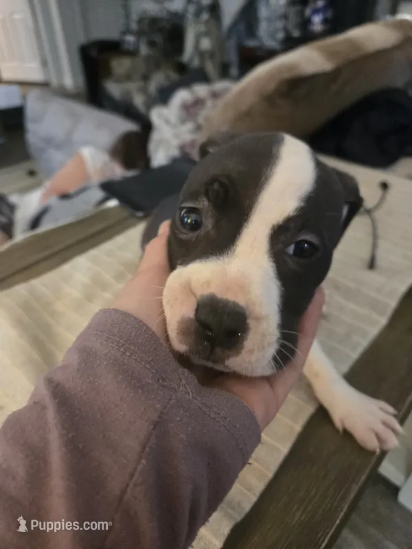 COOKIE – American Pit Bull Terrier puppy for sale in Hickory, NC