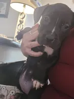 COCO, a female American Pit Bull Terrier for sale in Hickory, NC – 2 of 2