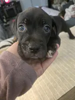 ROCKY, a male American Pit Bull Terrier for sale in Hickory, NC – 3 of 4