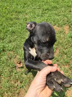COCO, a female American Pit Bull Terrier for sale in Hickory, NC – 3 of 3