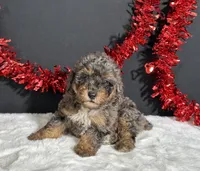 Millie, a female Poodle - Miniature  for sale in Plainville, IN – 3 of 6