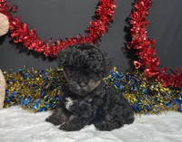 Luna, a female Poodle - Toy  for sale in Plainville, IN – 3 of 6