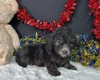 Evan, a male Poodle - Miniature  for sale in Plainville, IN – 4 of 5