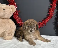 Fern, a female Poodle - Miniature  for sale in Plainville, IN – 4 of 8