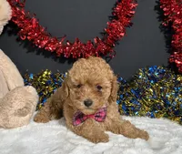 Layla, a female Poodle - Toy  for sale in Plainville, IN – 4 of 9