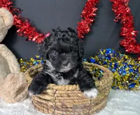 Millie, a female Maltipoo for sale in Plainville, IN – 5 of 7