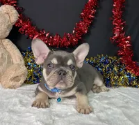 Stich, a male French Bulldog for sale in Plainville, IN – 3 of 6