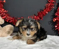 Luke, a male Yorkshire Terrier for sale in Plainville, IN – 4 of 6