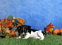 Daisy, a female Rat Terrier for sale in Plainville, IN – 2 of 5